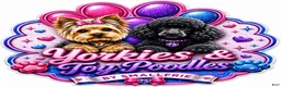 Yorkshire Terrier dogs for sale: Traditional Merle Female  - Ad 8