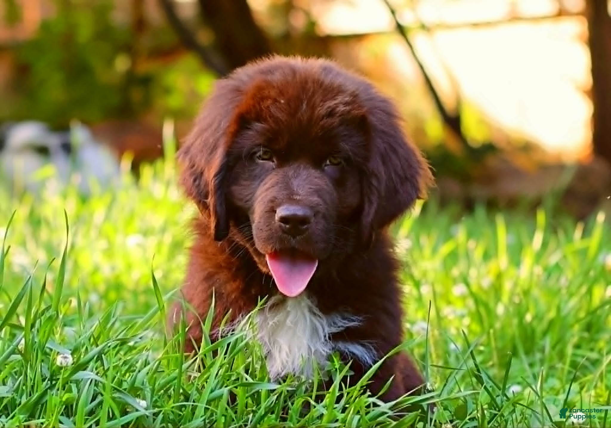 Newfoundland dogs Peach - Ad 2