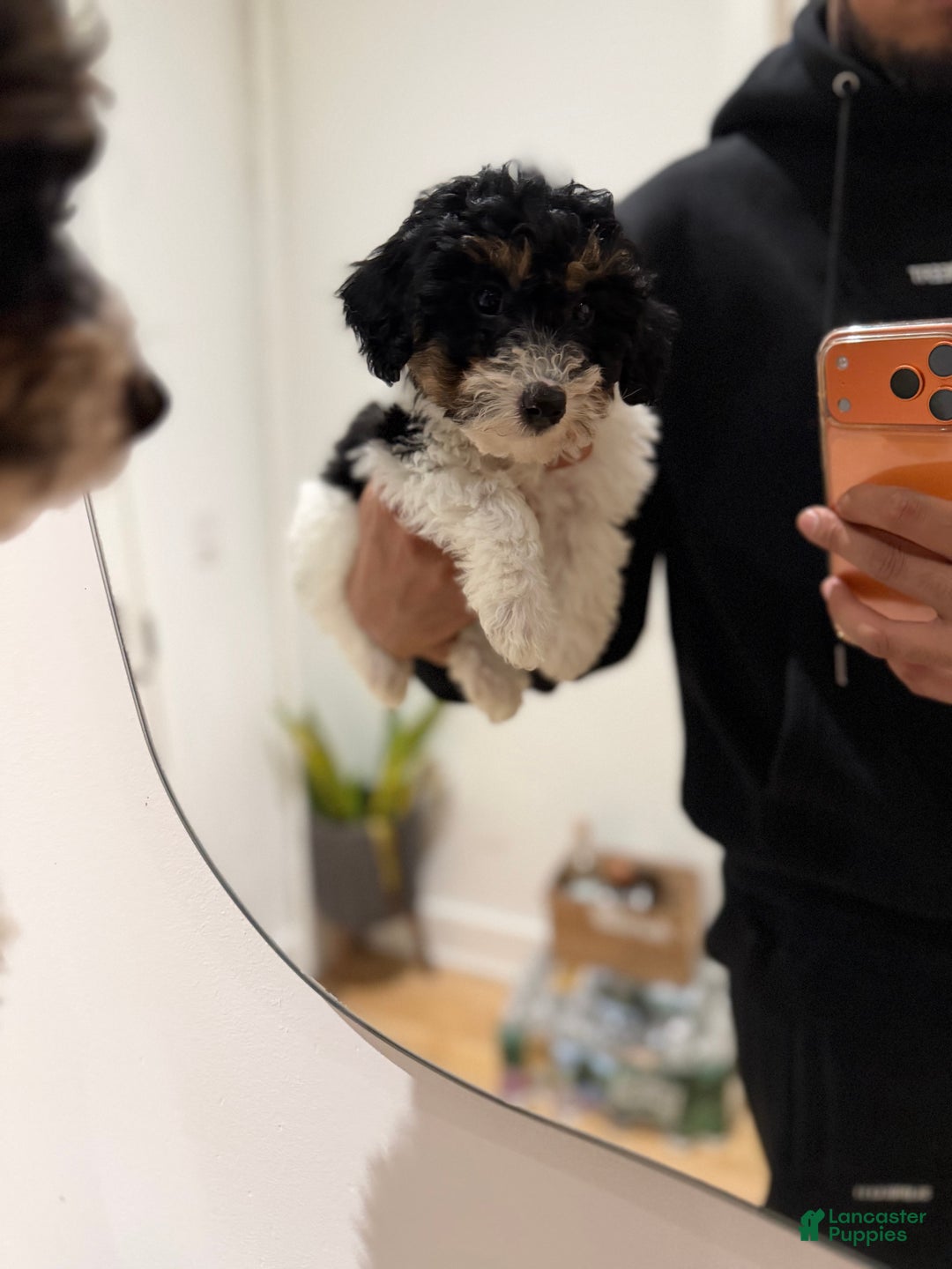 Toy Poodle dogs for sale: Chanel - Ad 2