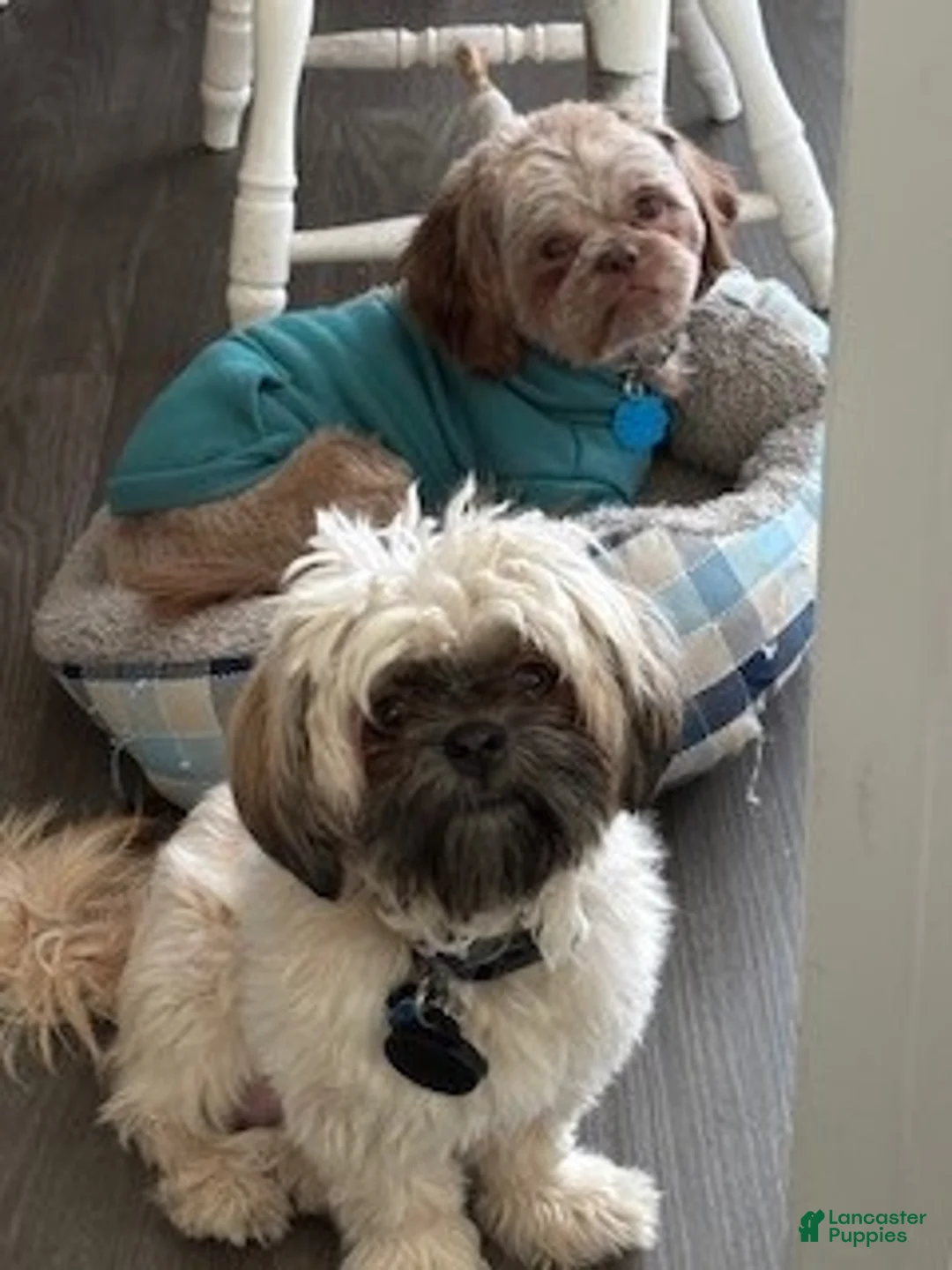 Shih Tzu dogs for sale: Shih Tzu Puppy - Wicket - Ad 5