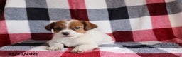 Jack Russell Terrier dogs for sale: Sweetheart - Ad 2