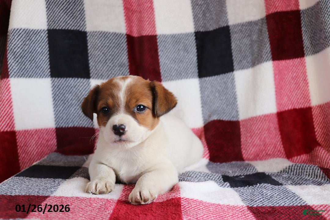Jack Russell Terrier dogs for sale: Sweetheart - Ad 2