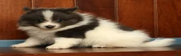 Pomeranian dogs for sale: Miles - Ad 6