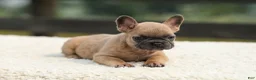 French Bulldog dogs for sale: Indy - Ad 5