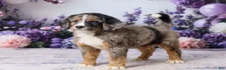 Bernedoodle dogs for sale: Leo - Ad 3