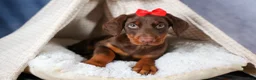 Doberman Pinscher dogs for sale: FRANK - Ad 6