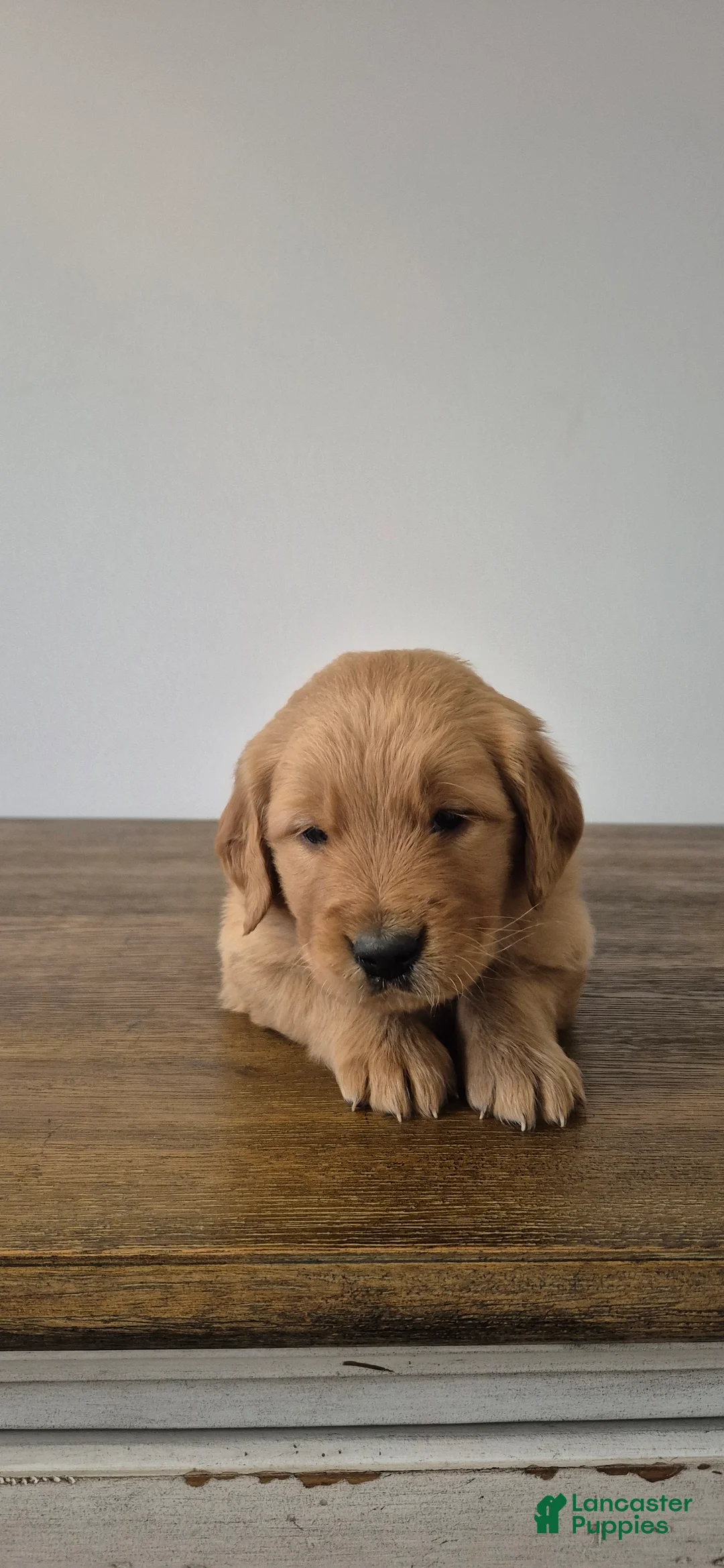 Golden Retriever dogs for sale: Rio - Ad 2