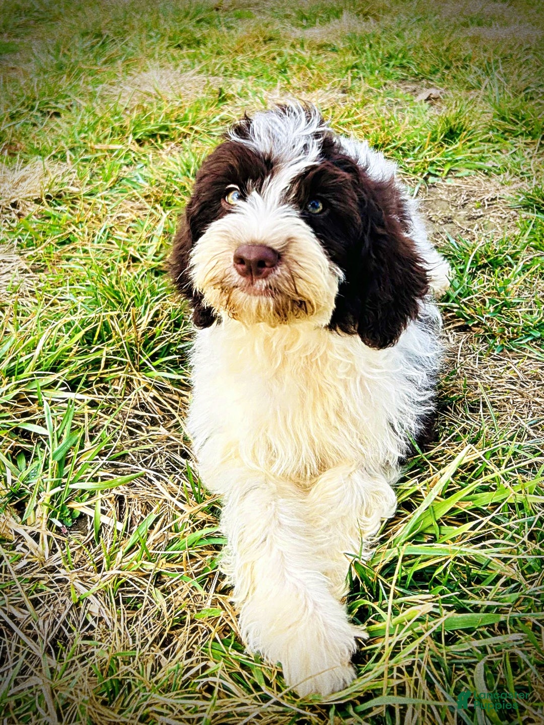 Havapoo dogs for sale: Priscilla - Ad 8