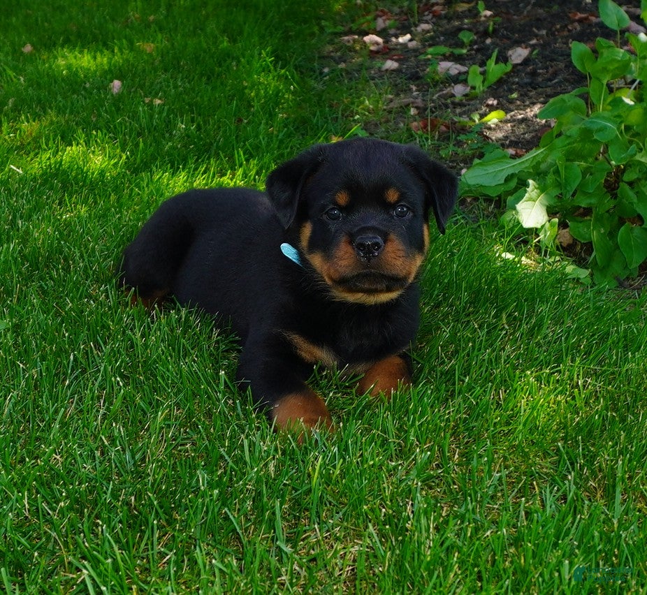 Rottweiler dogs Rio - Ad 1