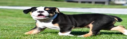 Beabull dogs for sale: Oscar - Ad 6