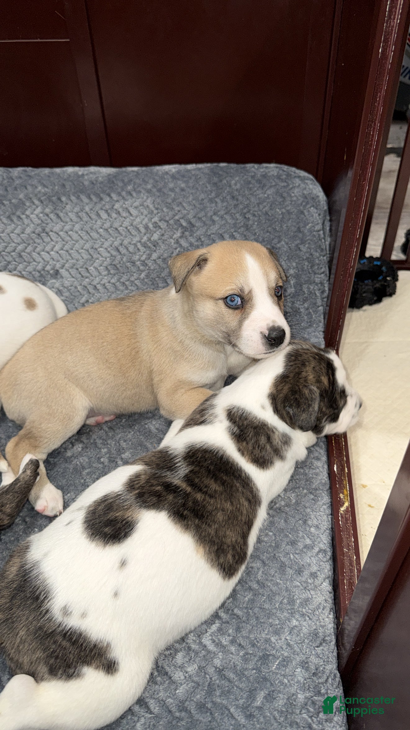 Mixed Breed dogs Mixed Breed Puppy 2 - Ad 11