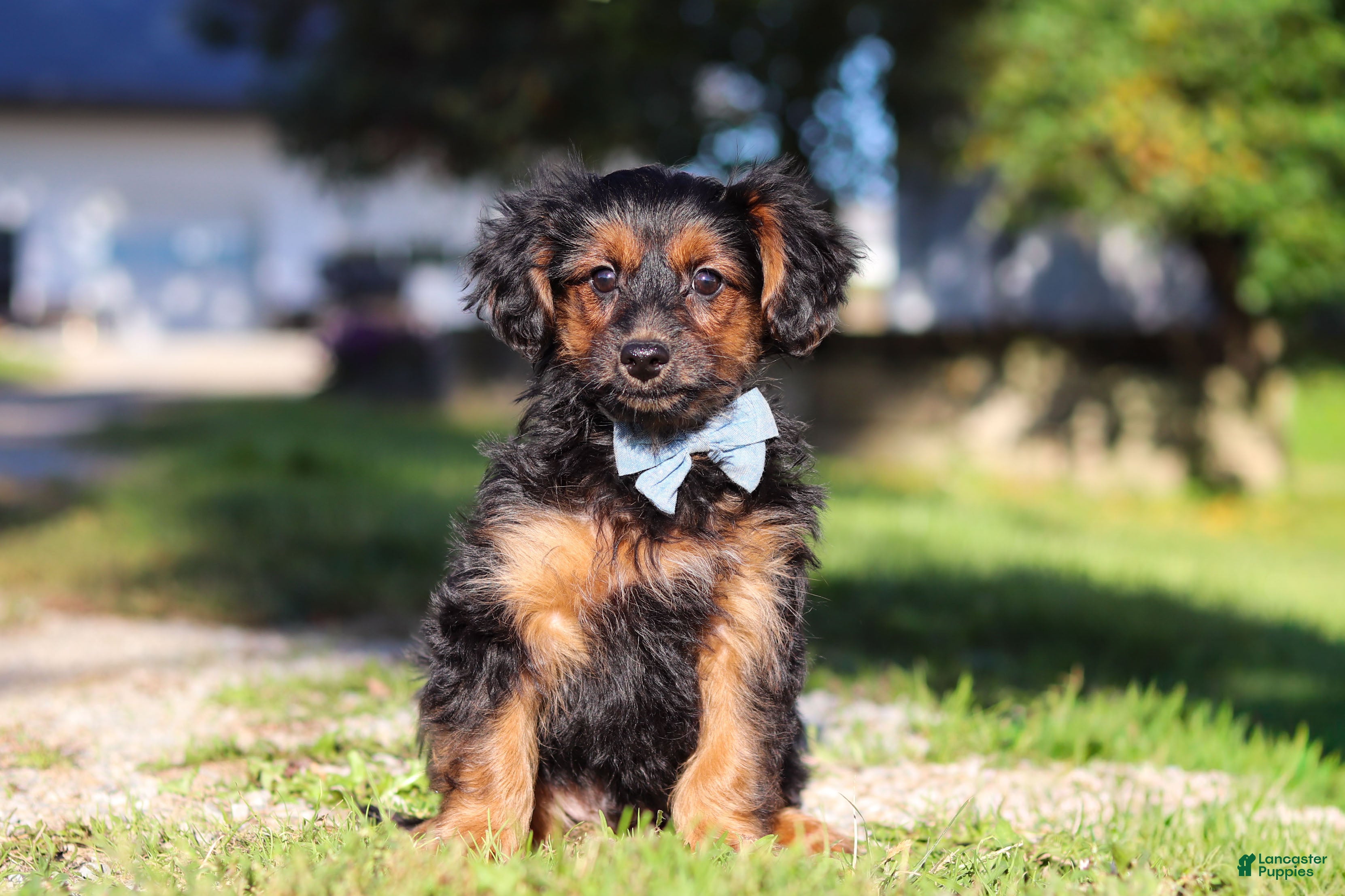 Yorkiepoo dogs Patter - Ad 2