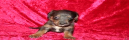 Doxiepoo dogs for sale: Doxiepoo Rapunzel - Ad 9