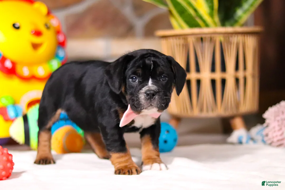 Beabull dogs for sale: Faith - Ad 3