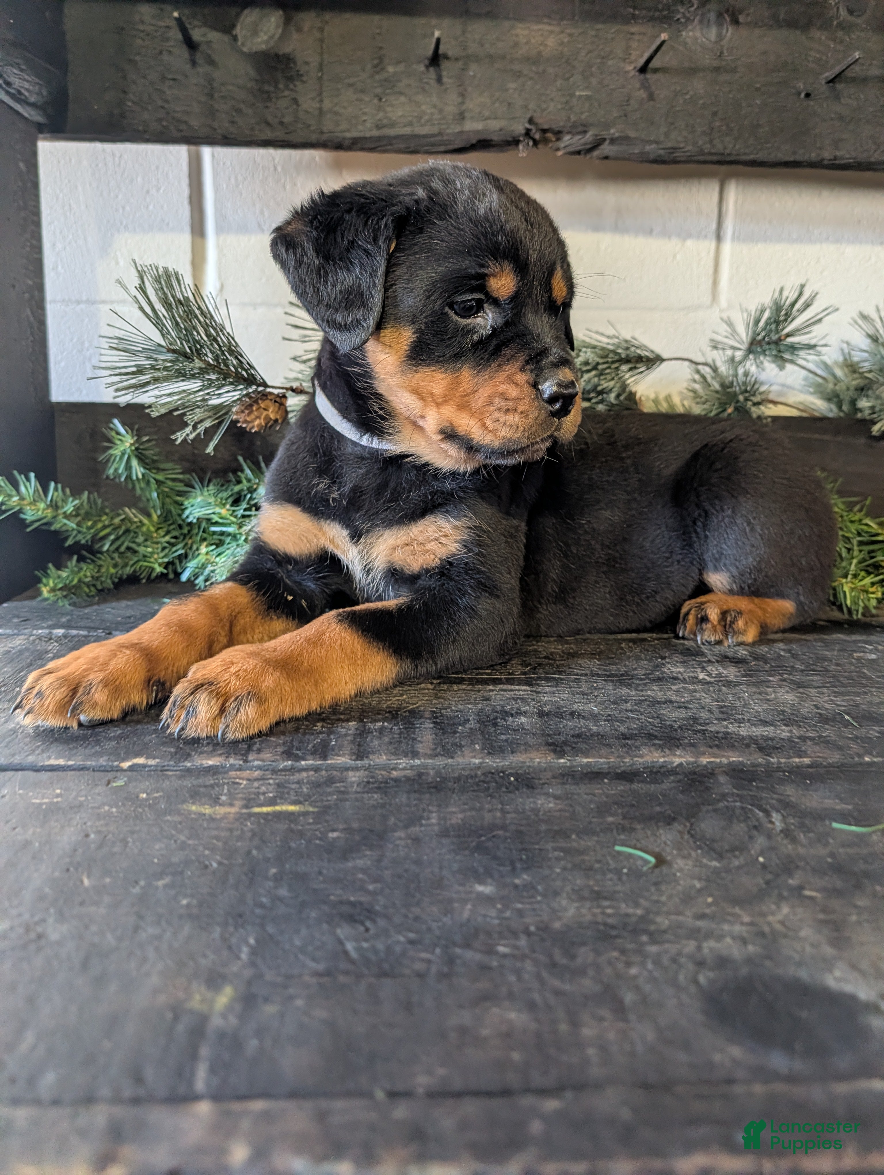 Rottweiler dogs Bailey  - Ad 1