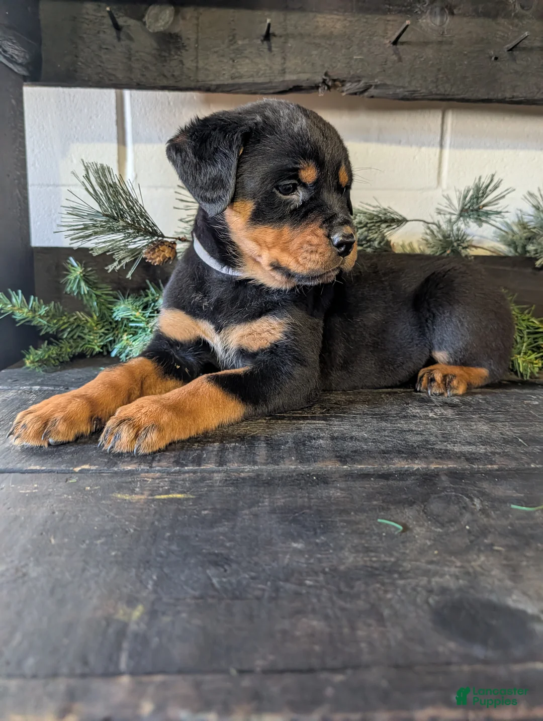 Rottweiler dogs for sale: Bailey  - Ad 1