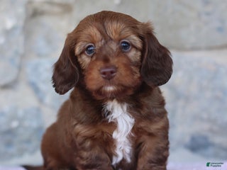 Doxiepoo dogs - Ad 3