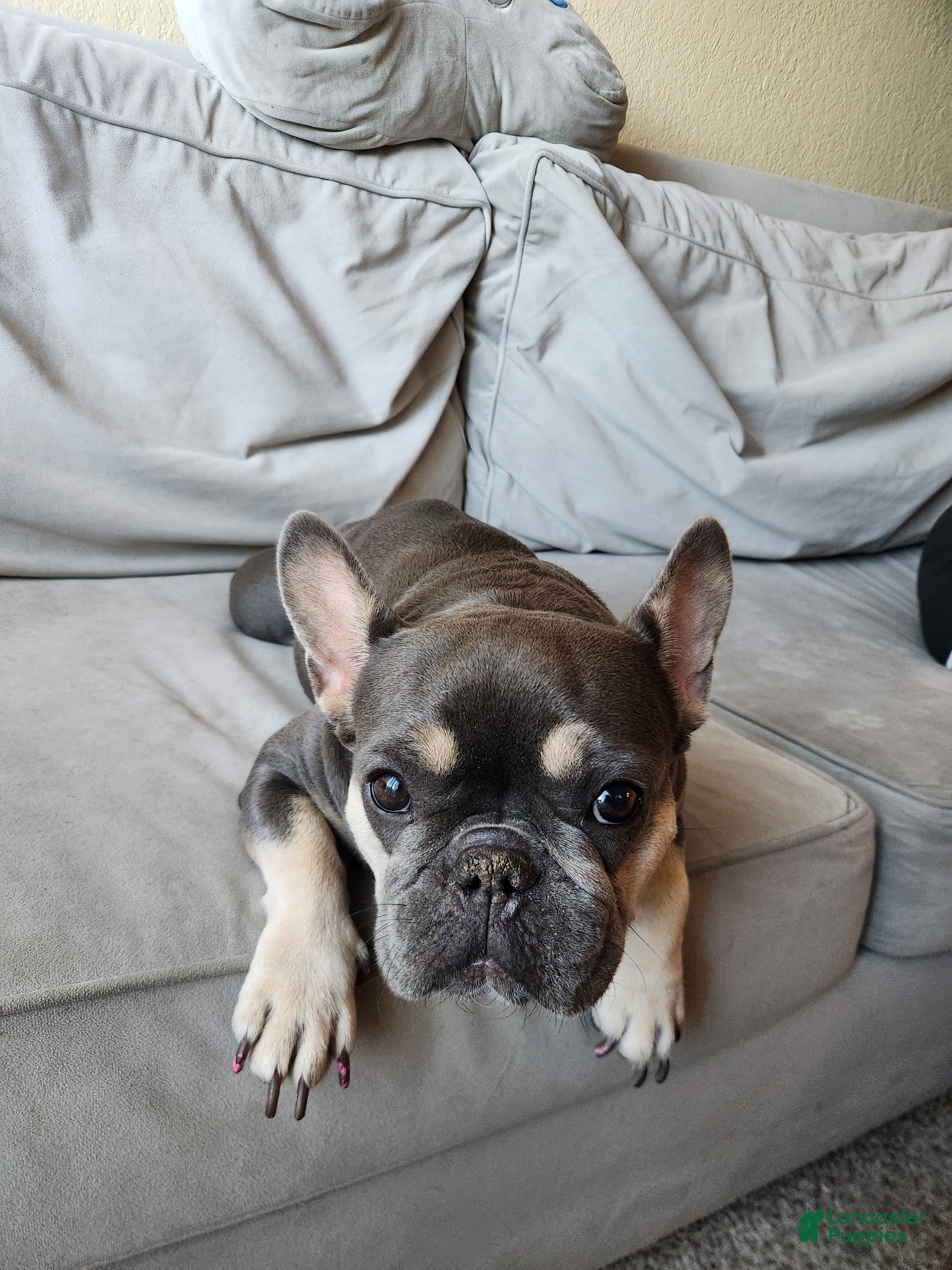 French Bulldog dogs French Bulldog 4 - Ad 2