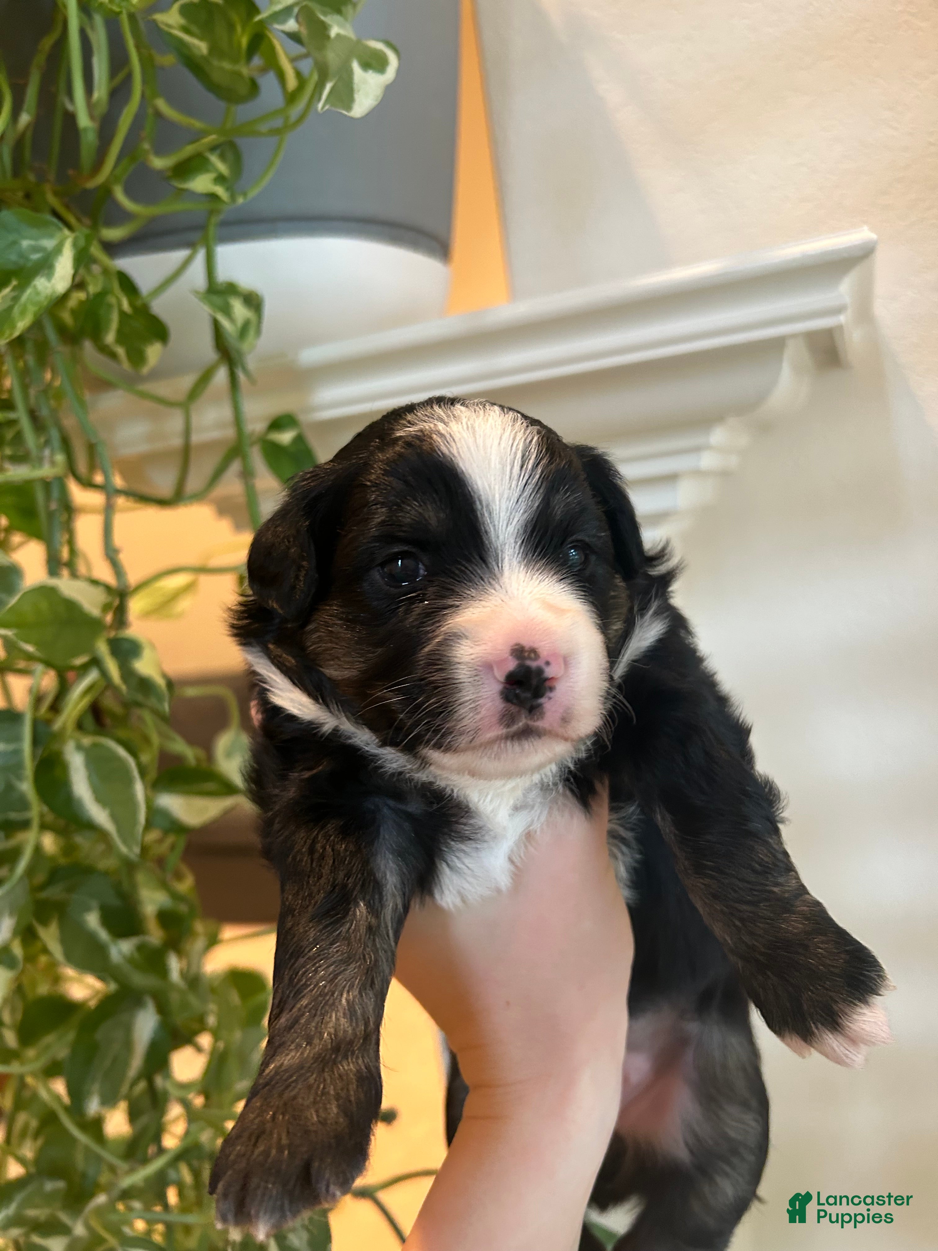 Miniature Australian Shepherd dogs Rue - Ad 6