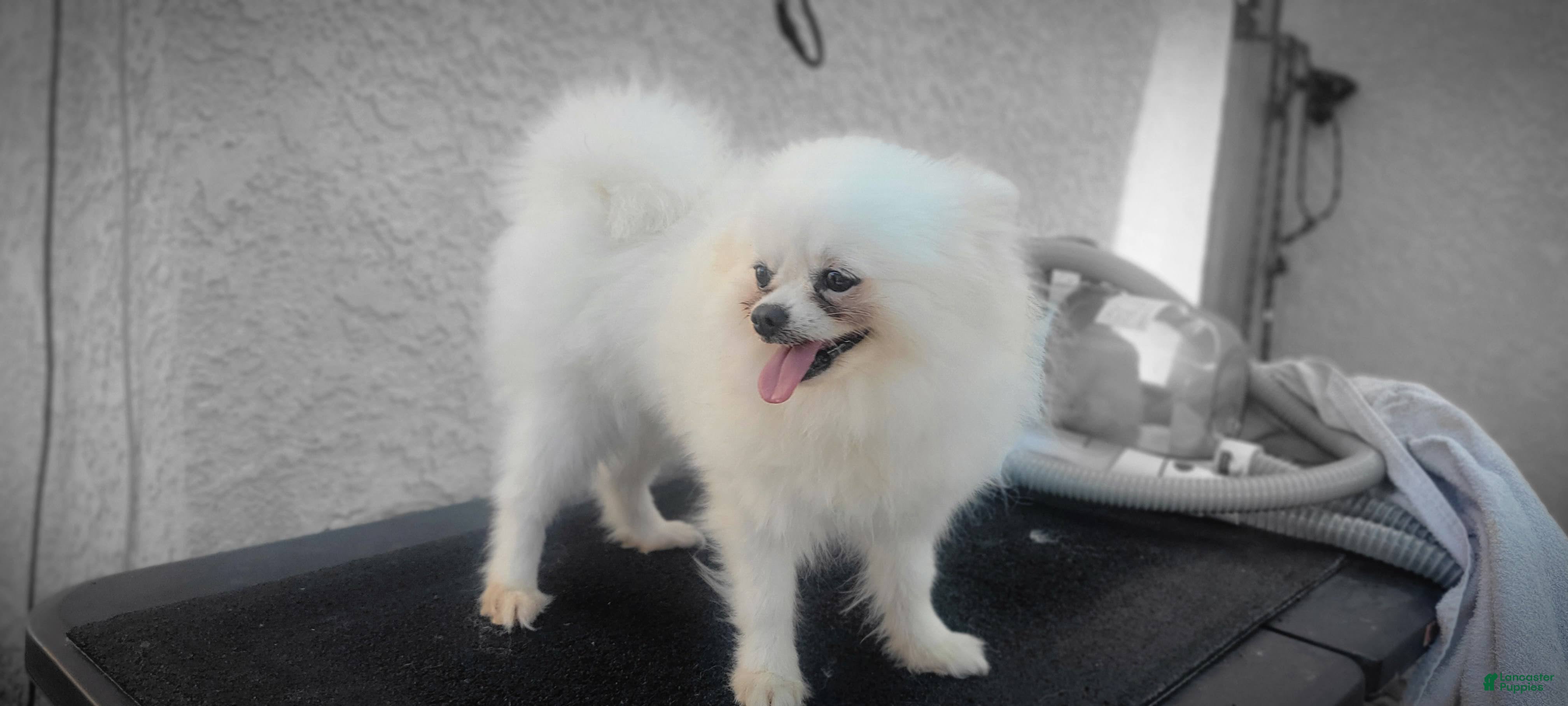 Pomeranian dogs Pomeranian 2 - Ad 16