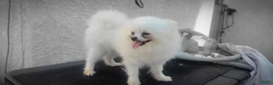 Pomeranian 2