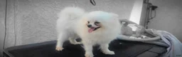 Pomeranian dogs for sale: Pomeranian 2 - Ad 1