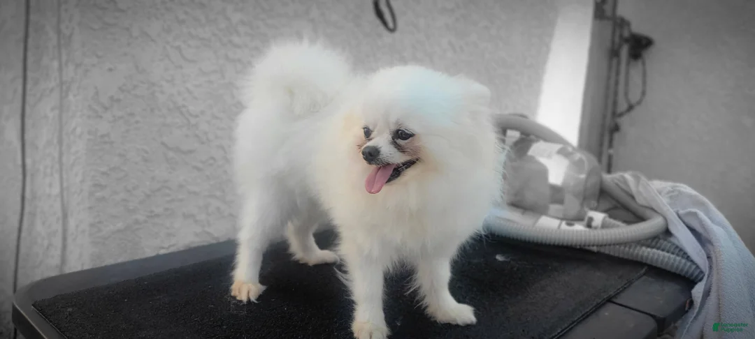 Pomeranian dogs for sale: Pomeranian 2 - Ad 1