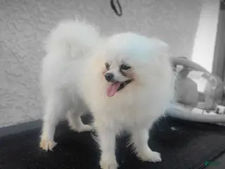 Pomeranian dogs Pomeranian 2 - Ad 16