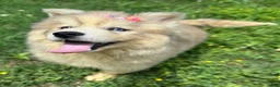 Siberian Husky dogs for sale: ROMANiA - Ad 19