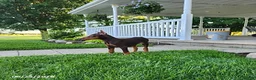 Doberman Pinscher dogs for sale: Gus - Ad 5