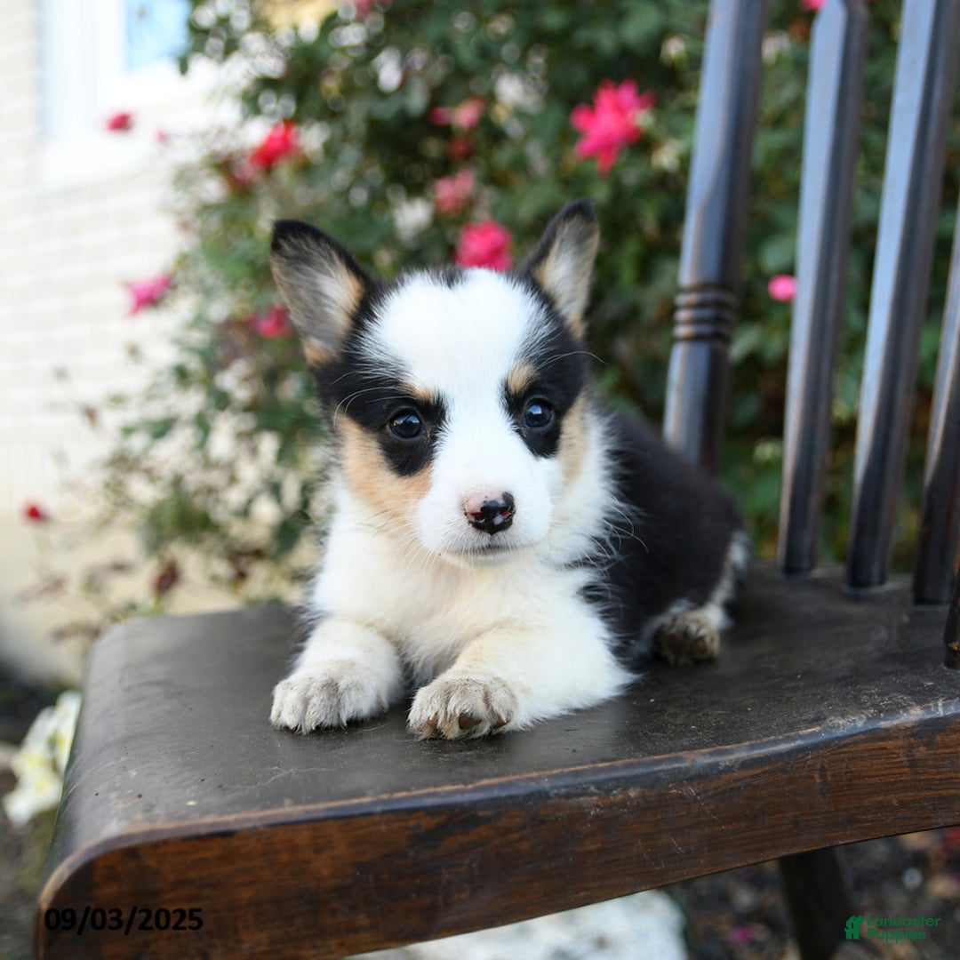 Welsh Corgi Pembroke dogs for sale: Cecil - Ad 1