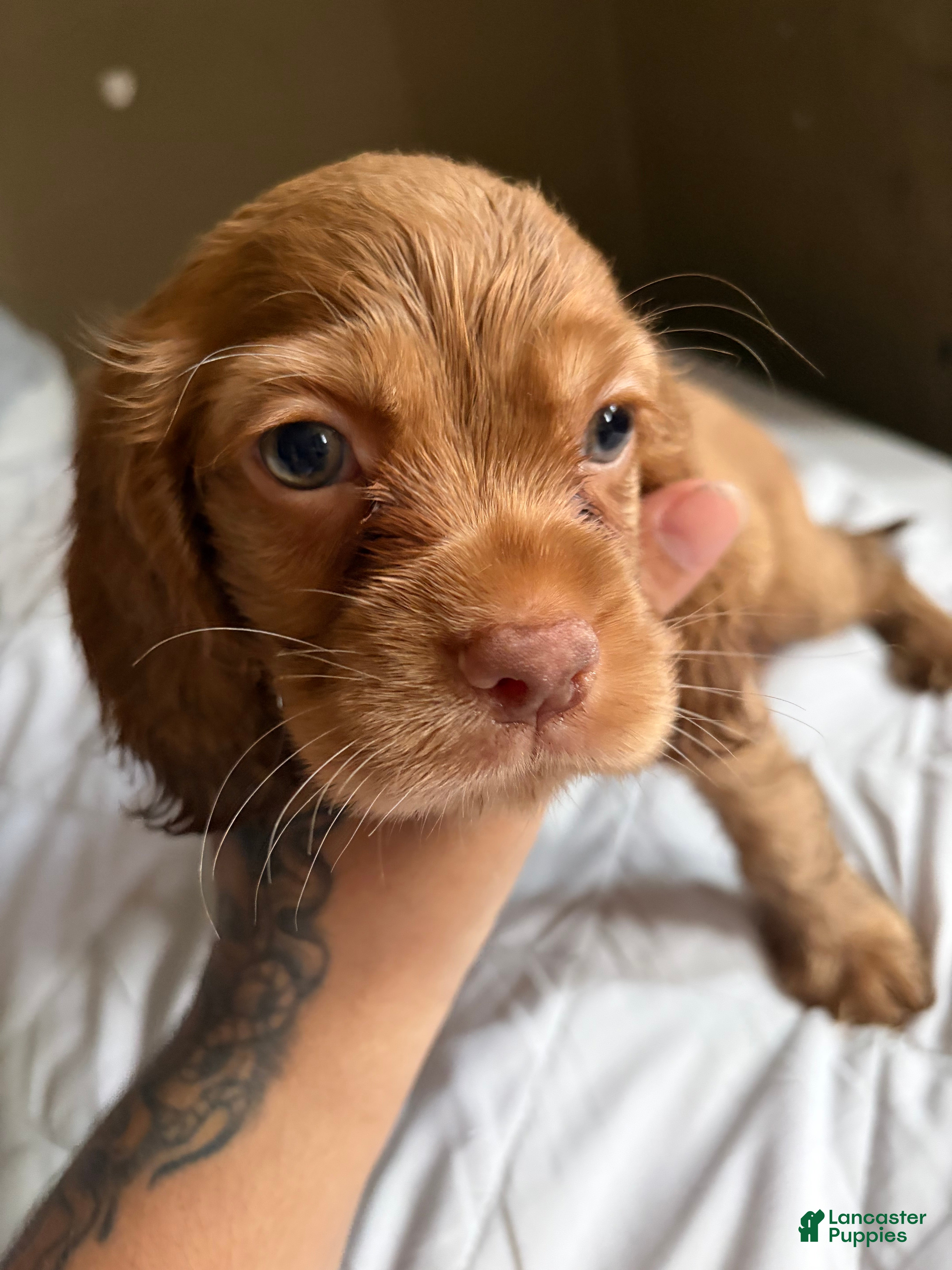 Cocker Spaniel dogs Cocker Spaniel 4 - Ad 29