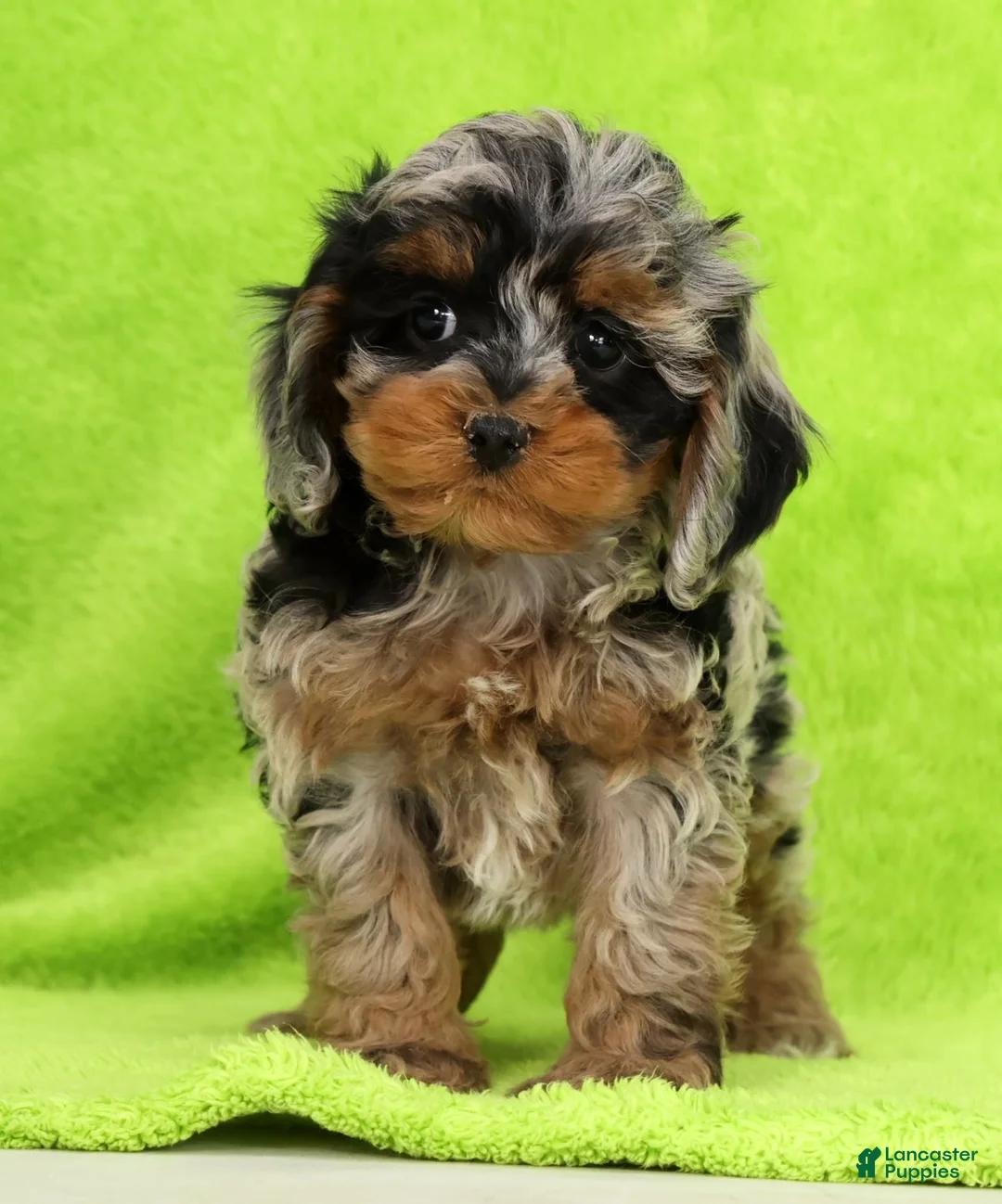 Cockapoo dogs for sale: Nebula - Ad 1