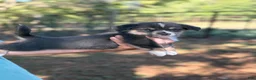 Mixed Breed dogs for sale: Bluie Full tail - Ad 7