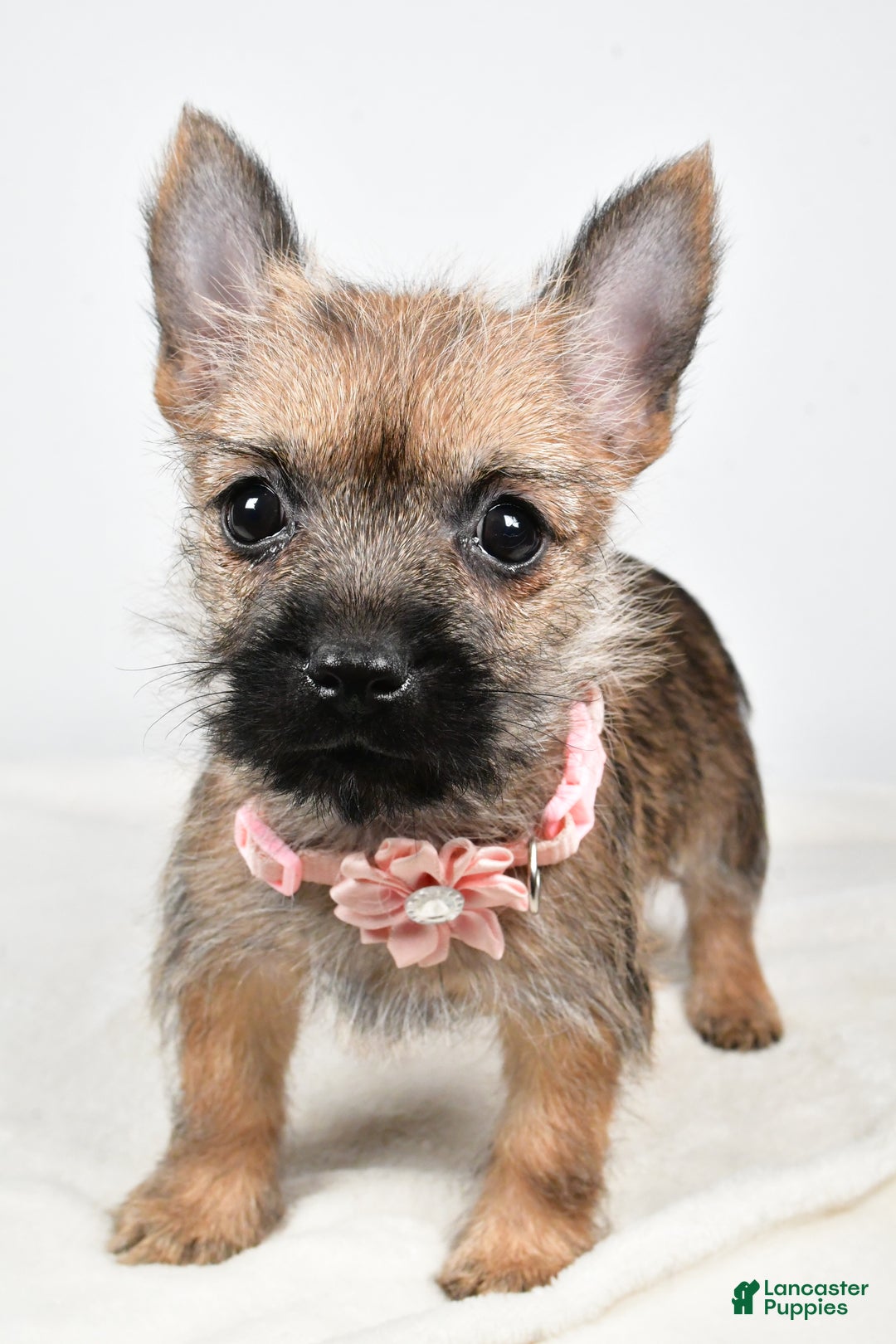 Cairn Terrier dogs for sale: Trisa - Ad 9