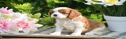 Cavalier King Charles Spaniel dogs for sale: Sugar - Ad 2