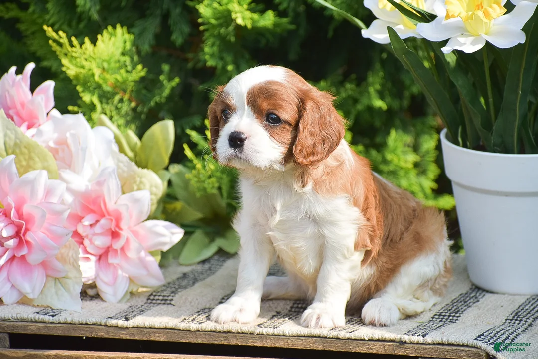 Cavalier King Charles Spaniel dogs for sale: Sugar - Ad 2