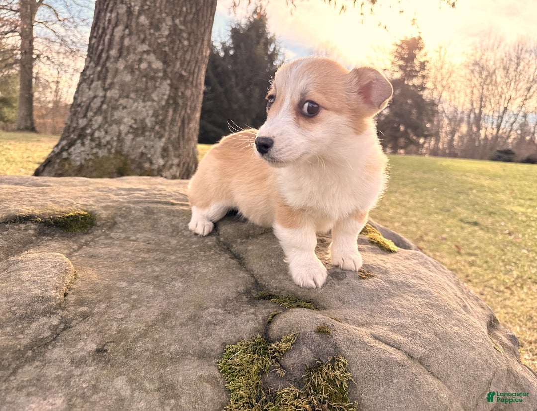 Welsh Corgi Pembroke dogs for sale: Bonnie Sue - Ad 15