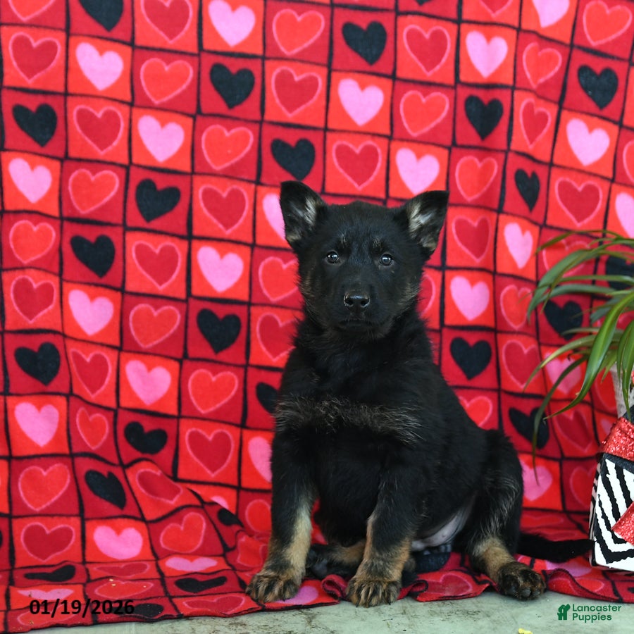 German Shepherd dogs Quinoa - Ad 35