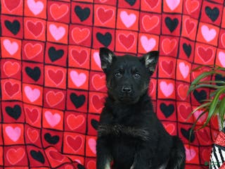 German Shepherd dogs Quinoa - Ad 18