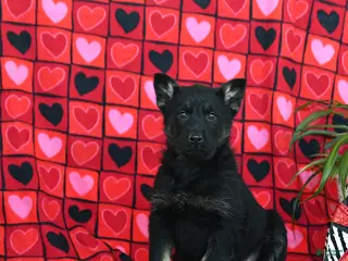 German Shepherd dogs Quinoa - Ad 35