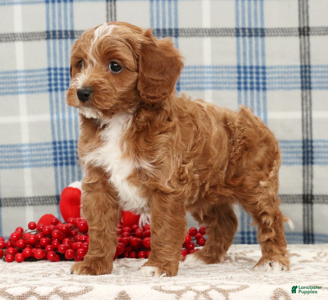 Cavapoo dogs for sale: Jimmy - Ad 5