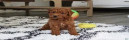 Bichpoo dogs for sale: Jonny - Ad 12