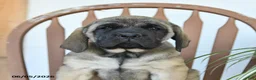 English Mastiff dogs for sale: Daisy - Ad 3