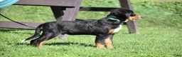 Bernese Mountain Dog dogs for sale: Trevor - Ad 5