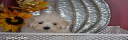 Maltipoo dogs for sale: Ralph - Ad 6