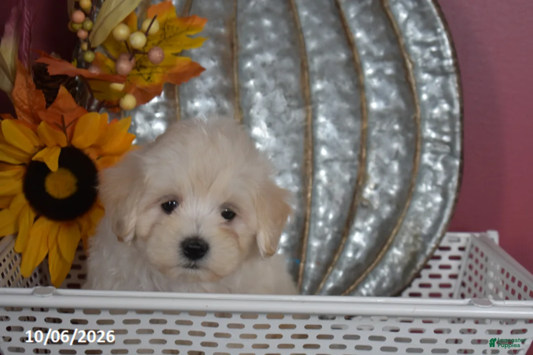 Maltipoo dogs for sale: Ralph - Ad 6