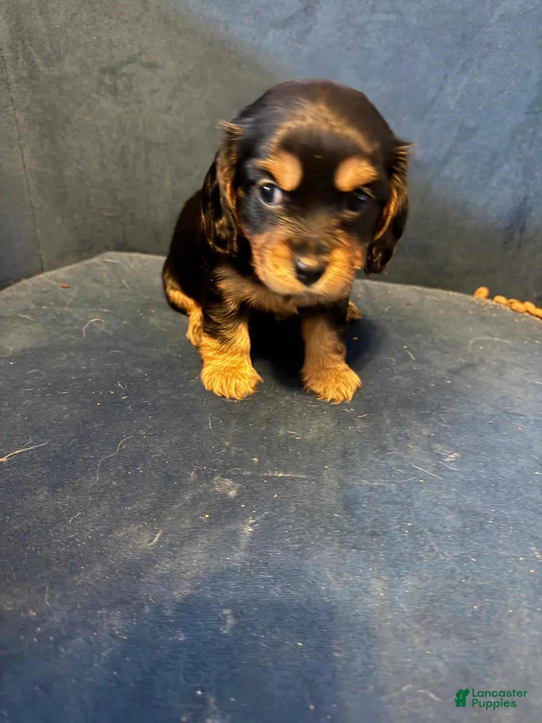 King Charles Spaniel dogs for sale: Darla  - Ad 2