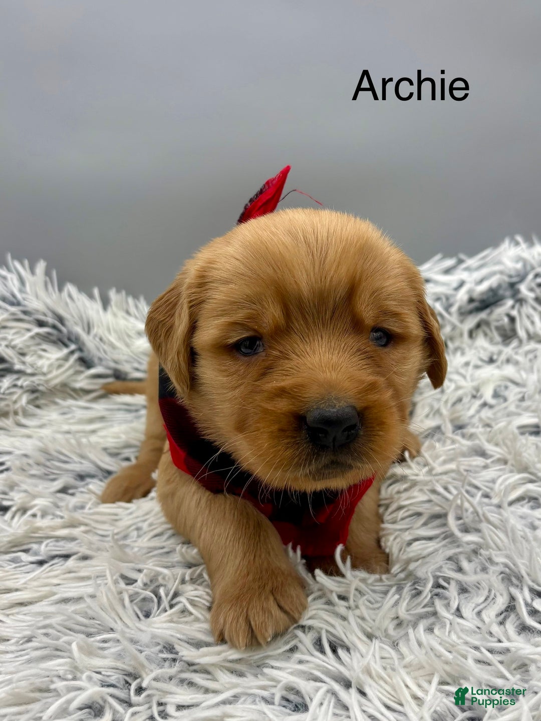 Golden Retriever dogs for sale: Archie. - Ad 2