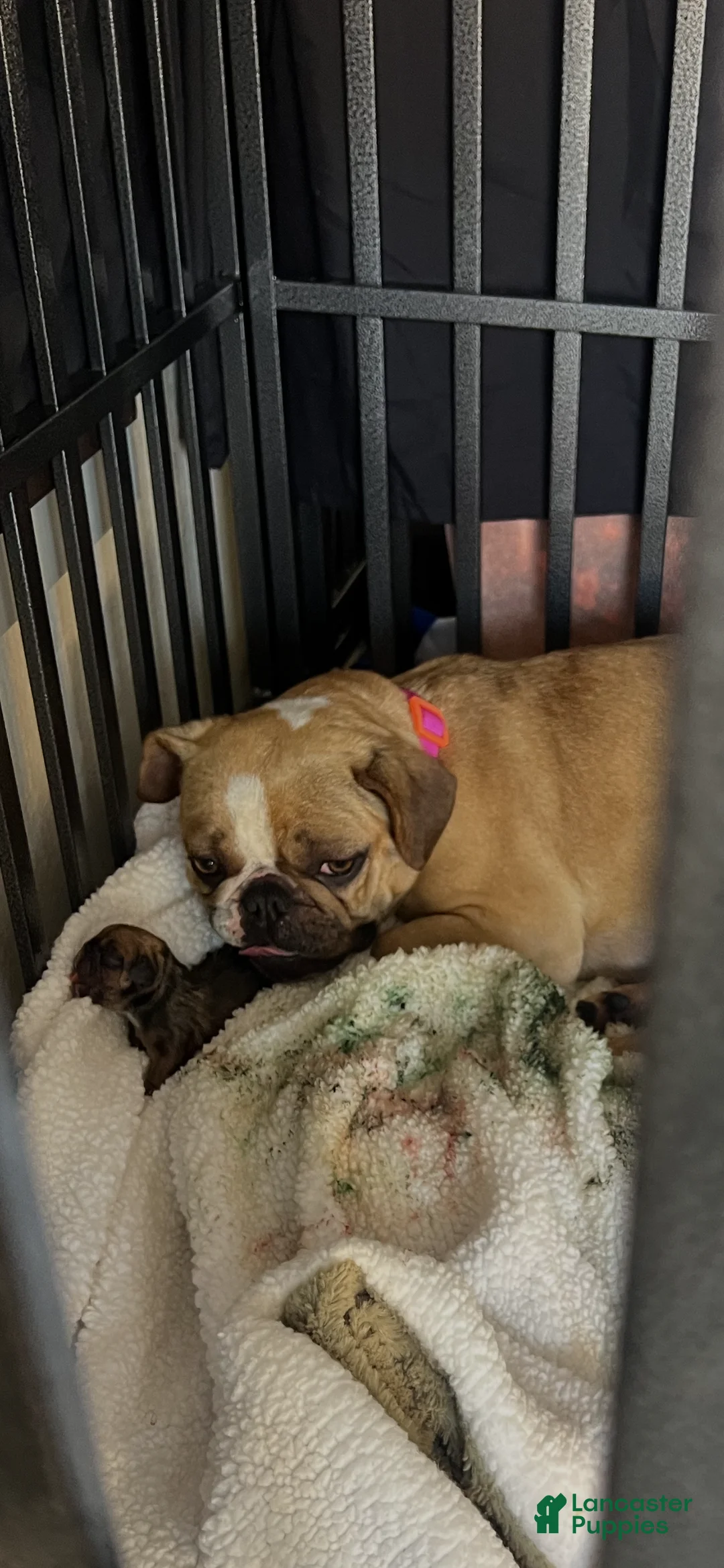 French Bulldog dogs for sale: French Bulldog Puppy 4 - Ad 2